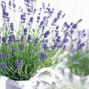 Lavendel angustifolia 'Ardèche'