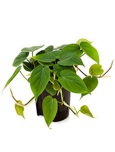Philodendron Scandens hang (Hydroplant)