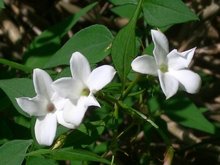 Jasminium wit (Jasmijn)