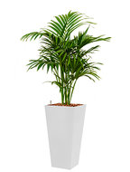 Kentia (howea) forsteriana incl pot Style Square wit
