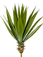 Image of Agave - Toef (artificial) 13821