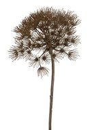Image of Heracleum - Branch grey (artificial) 13821