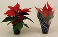 Mini Poinsettia - rode Kerstster