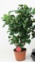 Camellia japonica 'Dr. King (rood) | 20+ knop