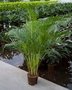 Areca toef (Hydroplant.)