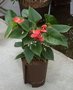 Anthurium Sierra rood (Hydroplant)