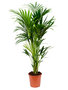 Kentia Palm 140 cm (Howea Forsteriana) 