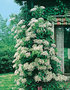 Hydrangea Petiolaris wit (Klimhortensia)