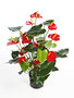 Anthurium de luxe - Red with pot