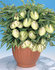 Solanum Muricatum (Meloenplant)_