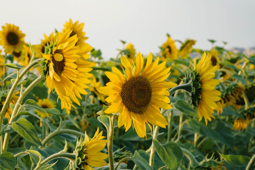 Zonnebloem