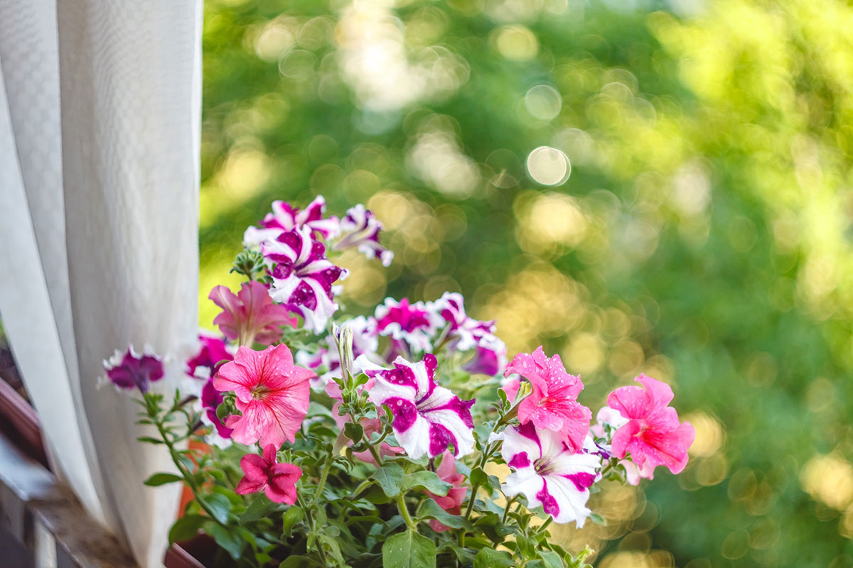 petunia op balkon